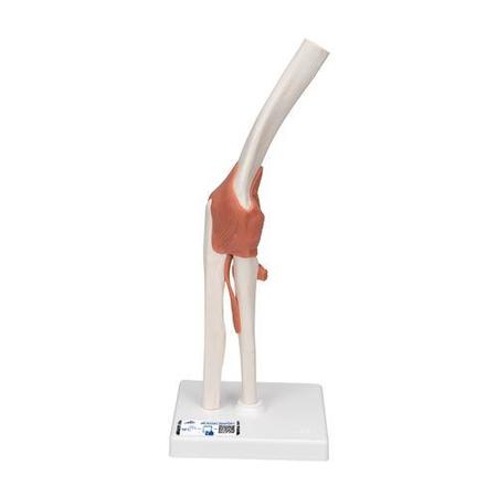 3B SCIENTIFIC Functional Elbow Joint - w/ 3B Smart Anatomy 1000165